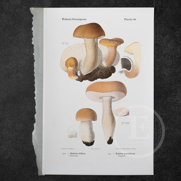 Bitter Bolete,  Parasitic Bolete. . -  Original Vintage Color Lithography 1910 - Mushroom print - Champignon Print