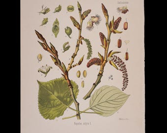 1887 SCHWARZE PAppel (Populus Nigra) – Antiker botanischer Druck von Kohler’s Heilpflanzen