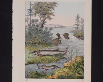 Esturión europeo y esturión esterlina de 1857 - MUY RARO - Lámina original coloreada a mano del "Libro del Mundo".