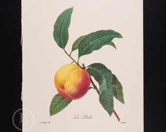 Könnte beinhalten: Ein botanischer Druck mit einem einzelnen Pfirsich mit gelber und roter Schale, der an einem braunen Stiel mit mehreren grünen Blättern hängt. Der Text La Pêche steht unter der Frucht, P.J. Redouté und Langlois stehen unten.