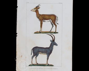 Gazelle Du Cap and Gazelle Tzeiran / Authentic Steel engraving from Oeuvres completes de Buffon 1829 - Hand colored!