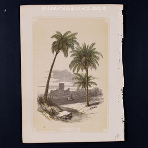 May include: A vintage print depicting two palm trees, one at an angle, set against a detailed landscape. The artwork is in monochrome, with the words "PALM TREES" at the bottom. The print has a decorative border and the text "ENGRAVINGS & LITHOS 2025 ©" at the top.