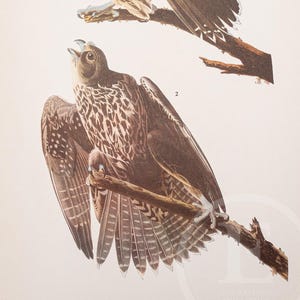 1937 - Le faucon gerfaut et le roitelet à couronne rubis - Vintage Bird Print Audubon