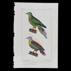 Peut inclure: Une estampe ancienne représentant deux oiseaux colorés perchés sur des branches. Les oiseaux ont des plumes vertes, jaunes, rouges et bleues. L'estampe est intitulée "Le Columbari a queue ponctuée." et "Columbari cederifere."
