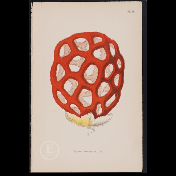 MUSHROOM: Basket Stinkhorn  - Rare plate from "British Fungi" by M. C. Cooke 1898