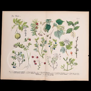 DER WALD 6 - Originaldruck aus dem Buch ""Praktische Pflanzenkunde"" von 1800."