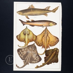 May include: A vintage illustration of five different types of fish. The illustration is in color and features a shark, a ray, and three types of flatfish. The illustration is labeled with the scientific names of the fish.