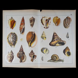 1872   SNAILS: Cone, Cowrie, Mitre, Conch, Murex, Harp    - Original Lithograph from Natural History of Mammals by Prof. Schubert - Scarce!