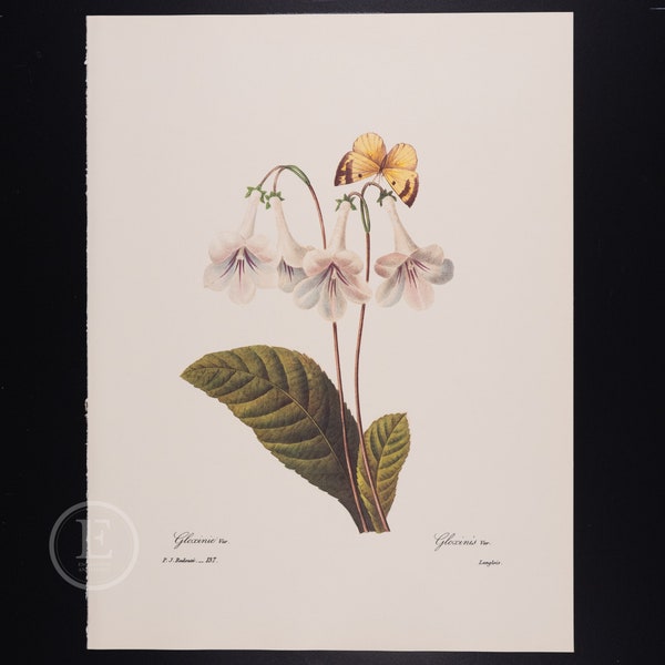 GLOXINIA - Vintage offset print The Most Beautiful Flowers and Fruits by Pierre Joseph Redoute - Edition from 1980