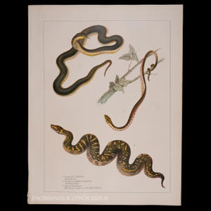 Puede incluir: Ilustración botánica vintage de varias especies de serpientes. La impresión presenta representaciones detalladas de serpientes en tonos verdes, marrones y amarillos, algunas enrolladas y otras estiradas. El texto en la parte inferior dice "Engravings & Lithos 2025".