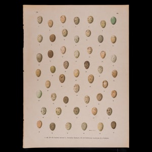 May include: A vintage illustration of 45 bird eggs, numbered and labelled with scientific names. The eggs are depicted in various shades of brown, beige, and green, with speckled patterns.