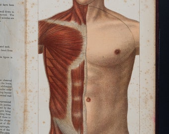 Interactive anatomy chromolithography - RARE ORIGINAL PRINT out of a medical book from the early 1900s