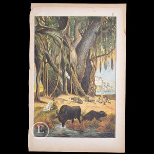 1876 Hindoes rusten uit van hun werk, bij een zeer grote boom. Buffel, zeboe - Schaars handgekleurd bord uit een Frans natuurhistorisch boek