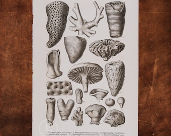 ANCIENT MARINE FOSSILS: Craticularia, Guettardia, Cypellia, Peronella, Blastinia, Corynella   - Original Lithography of Fossils ca 1910