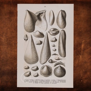 May include: A vintage illustration of 19 different types of seashells, including Perna mytiloides, Modiola minuta, and Pisaa Hartmansi. The illustration is in black and white and features detailed drawings of each shell.