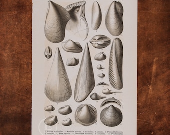 ANCIENT FOSSILS SHELLFISH: Oyster, Modiola, Shell, Clam, Scallop, Nucula, Wedge Shell   - Original Lithography of Fossils ca 1910