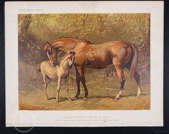 1907 年頃 子宮内の子馬 リトグラフ • オリジナルアンティークプリント