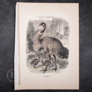 1857 The emu bird . Original steel engraving HAND-COLORED from Cassell&#39;s Popular Natural History