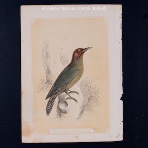 1851 DER GRÜNE SPECHT – Antike Lithographie – Original Die Naturgeschichte der Heiligen Schrift, und Anleitung zur Allgemeinen Zoologie