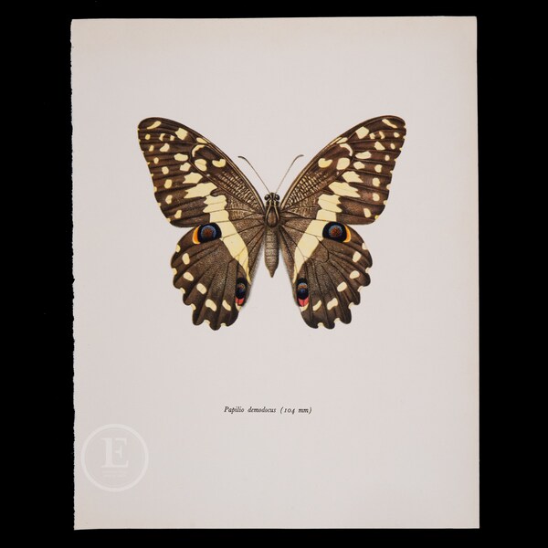 Citrus Swallowtail (104 mm) - Color Offset vintage lithography  of Butterflies from the 60s - Lepidoptera