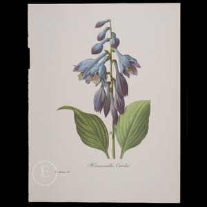 BLUE DAYLILY - Flowers and Fruits by Pierre Redoute - Vintage Edition 1980 -  Buy 1 print, get 1 free!