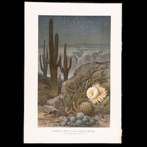 1916  QUEEN of the NIGHT CACTI  - Original Chromolithography from a German botanical book - Scarce!