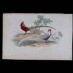 May include: A vintage illustration of two pheasants. The pheasant on the left is a golden pheasant with a red body, yellow and black wings, and a long, curved tail. The pheasant on the right is a silver pheasant with a blue body, white head, and a long, curved tail. The illustration is on a white background with a green tree in the background.