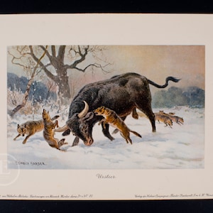 Bœuf sauvage d'Europe à longues cornes de 1911 - Impression vintage originale de Tiere der Urwelt (Créatures du monde primitif - Série 1)