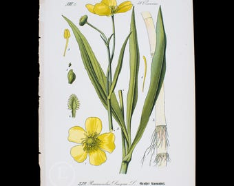 1888   GREATER SPEARWORT  - Flora of Germany, Austria and Switzerland Original Botanical Chromolithograph