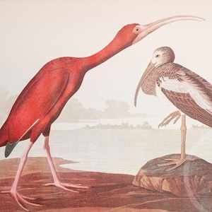 1937 Scarlet Ibis und Three Fringillids von &quot;John James Audubon Birds of America&quot; - Kaufe 2 Drucke, erhalte 1 gratis!
