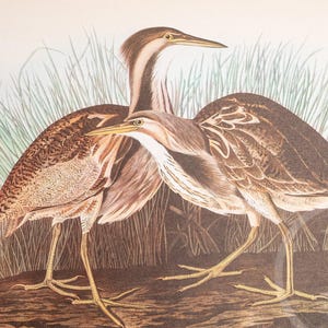 American Bittern and Bemaculated Duck  -Vintage Print from &quot;John James Audubon Birds of America&quot; 1937 Edition