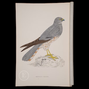 MONTAGU&#39;S HARRIER  - British Birds - Original colored engraving 1856, ornithology authentic plate!