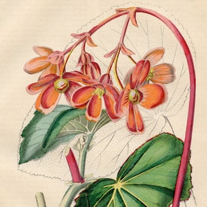 The Begonia or the Slate Leaf Rare plate from Book of the World 1850 Hand colored original image 1