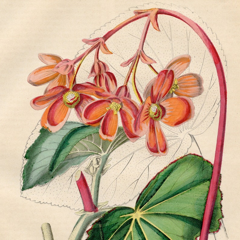 The Begonia or the Slate Leaf Rare plate from Book of the World 1850 Hand colored original image 1