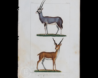 Gazelle Pasan and Gazelle Antelope  / Authentic Steel engraving from Oeuvres completes de Buffon 1829 - Hand colored!