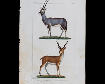 1829 - Gazelle Pasan en Gazelle-antilope – handgekleurde staalgravure, buffon