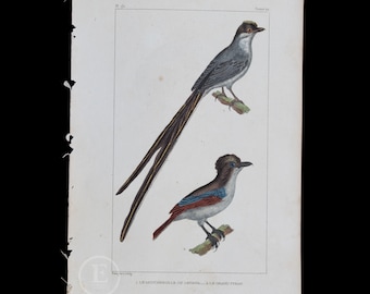 1829 - FLYCATCHERS: SAVANNAH and TYRANT / Authentic Steel engraving from Oeuvres de Buffon  - Hand colored!