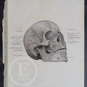 Skull with the three main sensory nerves of the face - Human Anatomy - Topographyc Anatomy Book 1905 - Rare Lithography