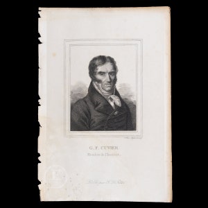 1829   CUVIER / Authentic steel engraving from Oeuvres Completes de Buffon  - Hand colored!