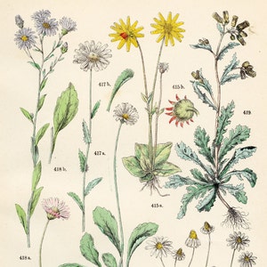 Mountain arnica, chamomile, italian aster, groundsel, leopard’s bane, english daisy original plate from &quot;Pflanzen-Atlas - Carl Hofman 1883