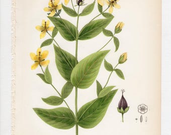 Hypericum pyramidatum - IMPRESIÓN ORIGINAL del libro "Flora del Estado de Nueva York" 1843