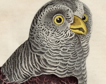 1844 Buzzard Bird - Extremely Rare, Hand-colored From 