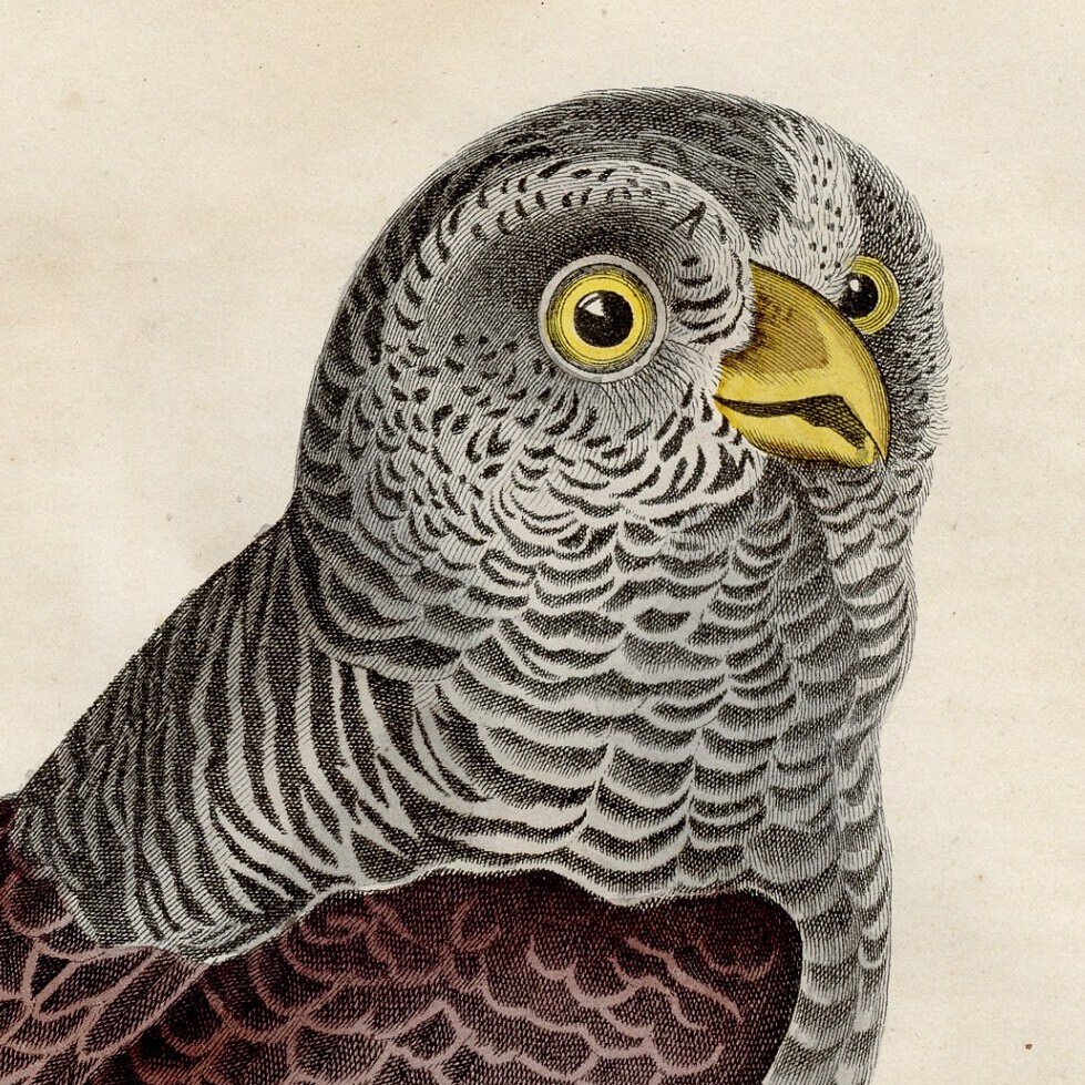  バード pilvikki ビンテージ 1844 Buzzard Bird - Extremely Rare, Hand-colored From 