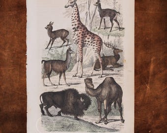 May include: A vintage-style paper print featuring detailed illustrations of various animals including a giraffe, a camel, a bison, a llama, and several deer species. The artwork is rendered in muted earth tones with fine line work on a rectangular off-white background.