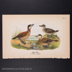 RUDDY DUCK - Original color lithography from Report on the Birds of Pennsylvania by B.H.Warren M.D. 1890