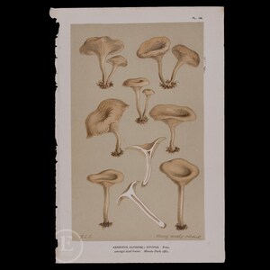 Może przedstawiać: Winietkowa ilustracja grupy grzybów z podpisem "Agaricus (Clitocybe) Ditopus. Fries. wśród martwych liści. Moccas Park 1881." Grzyby są przedstawione w różnych stadiach wzrostu, niektóre pokazują swoje blaszki, a inne mają zamknięte kapelusze.