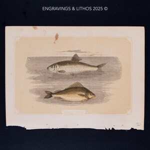 1851  SHAD & PERCH – Antique Lithograph – Original The Natural History of the Sacred Scriptures, and Guide to General Zoology