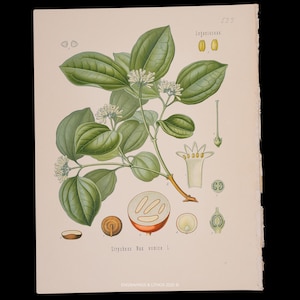aquatica plant Chinese Money Tree - Pachira Aquatica in 4