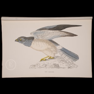 HEN HARRIER  - British Birds - Original colored engraving 1856, ornithology authentic plate!