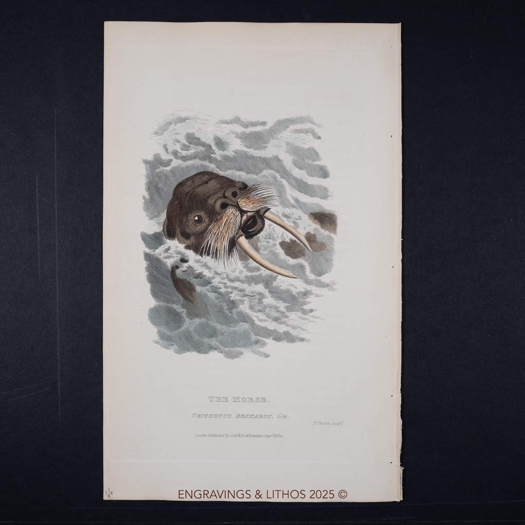 1827 WALRUS (wildlife Illustration), Hand-colored Engraving From a ...